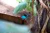 ueno_zoo_1622_mini.jpg
