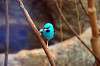 ueno_zoo_1624_mini.jpg