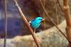 ueno_zoo_1625_mini.jpg