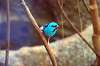 ueno_zoo_1628_mini.jpg