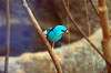 ueno_zoo_1629_mini.jpg