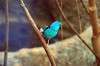 ueno_zoo_1630_mini.jpg