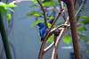 ueno_zoo_1633_mini.jpg