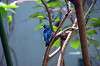 ueno_zoo_1634_mini.jpg