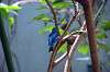 ueno_zoo_1635_mini.jpg