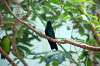 ueno_zoo_1637_mini.jpg