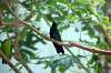 ueno_zoo_1639_mini.jpg