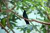 ueno_zoo_1640_mini.jpg