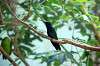 ueno_zoo_1641_mini.jpg