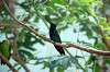 ueno_zoo_1642_mini.jpg
