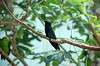 ueno_zoo_1644_mini.jpg