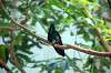 ueno_zoo_1646_mini.jpg