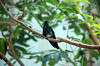 ueno_zoo_1647_mini.jpg