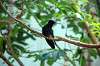 ueno_zoo_1648_mini.jpg