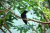 ueno_zoo_1650_mini.jpg