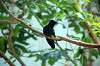 ueno_zoo_1652_mini.jpg