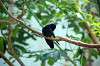 ueno_zoo_1653_mini.jpg