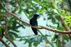 ueno_zoo_1654_mini.jpg