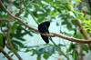 ueno_zoo_1655_mini.jpg