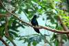 ueno_zoo_1657_mini.jpg