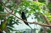 ueno_zoo_1658_mini.jpg