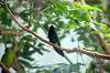 ueno_zoo_1659_mini.jpg
