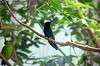 ueno_zoo_1660_mini.jpg