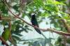 ueno_zoo_1661_mini.jpg