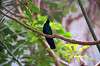 ueno_zoo_1665_mini.jpg
