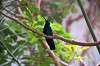 ueno_zoo_1666_mini.jpg