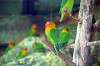 ueno_zoo_1667_mini.jpg