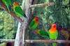 ueno_zoo_1671_mini.jpg
