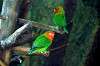ueno_zoo_1672_mini.jpg