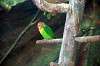 ueno_zoo_1673_mini.jpg