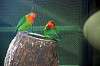 ueno_zoo_1674_mini.jpg