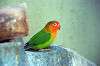ueno_zoo_1678_mini.jpg