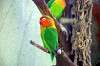 ueno_zoo_1679_mini.jpg