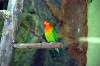 ueno_zoo_1682_mini.jpg