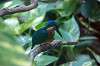 ueno_zoo_1683_mini.jpg