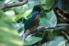 ueno_zoo_1684_mini.jpg