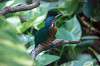 ueno_zoo_1687_mini.jpg