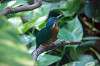 ueno_zoo_1689_mini.jpg