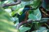 ueno_zoo_1691_mini.jpg