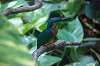 ueno_zoo_1693_mini.jpg