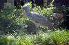 ueno_zoo_1707_mini.jpg