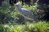 ueno_zoo_1708_mini.jpg