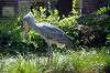ueno_zoo_1709_mini.jpg