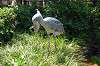 ueno_zoo_1711_mini.jpg