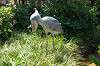 ueno_zoo_1712_mini.jpg