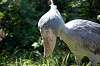 ueno_zoo_1713_mini.jpg